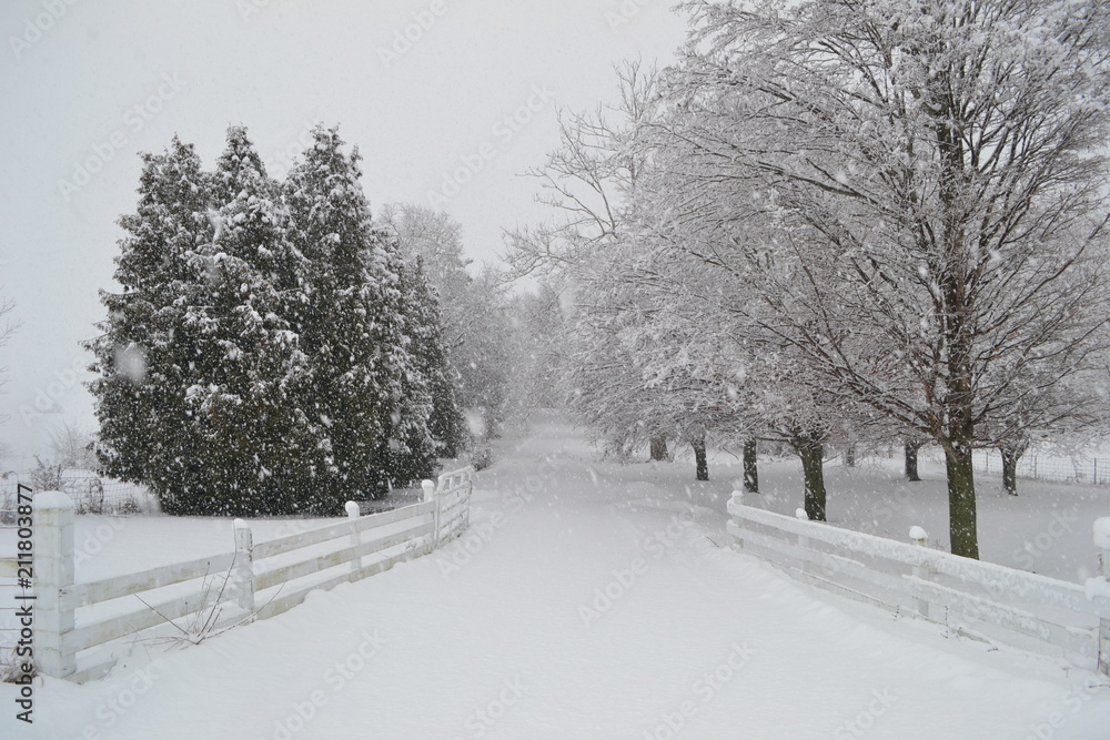 Snowy Maple Lane