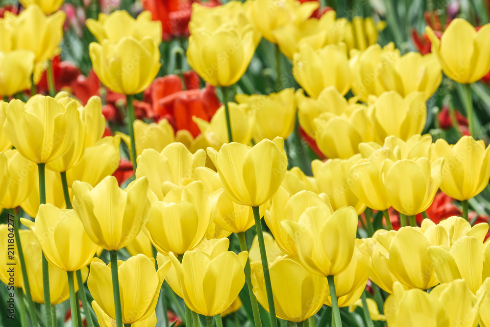 Group of colorful tulips flower in sunlight Group of colorful tulips flower in sunlight