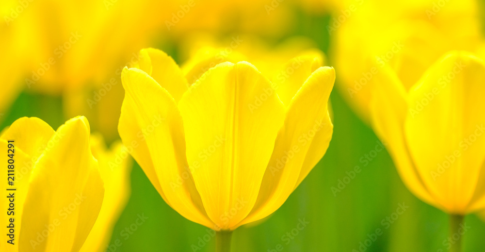 Group of colorful tulips flower in sunlight Group of colorful tulips flower in sunlight