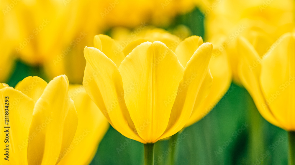 Obraz premium Group of colorful tulips flower in sunlight