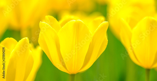 Group of colorful tulips flower in sunlight