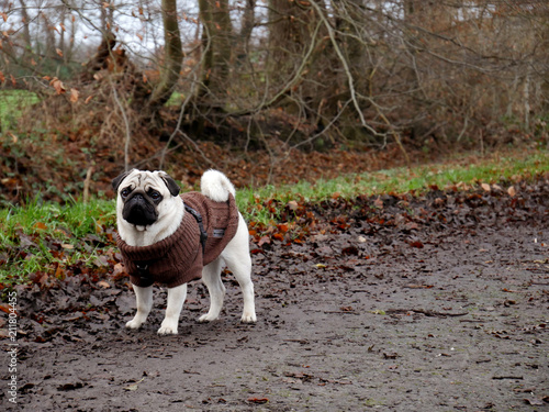 mops