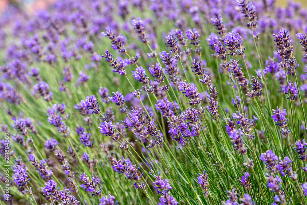 Naklejka premium lavendel
