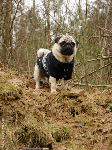 mops