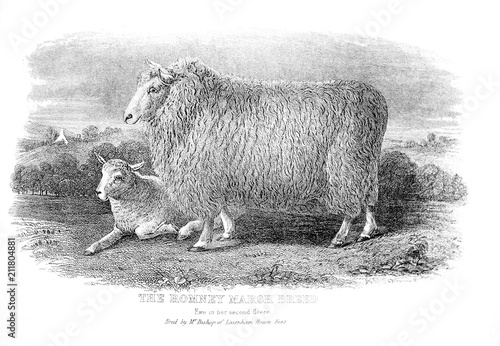 An engraved illustration of the Romney Marsh Breed from a vintage book Encyclopaedia Britannica by A. and C. Black, vol. 2, of 1875. photo
