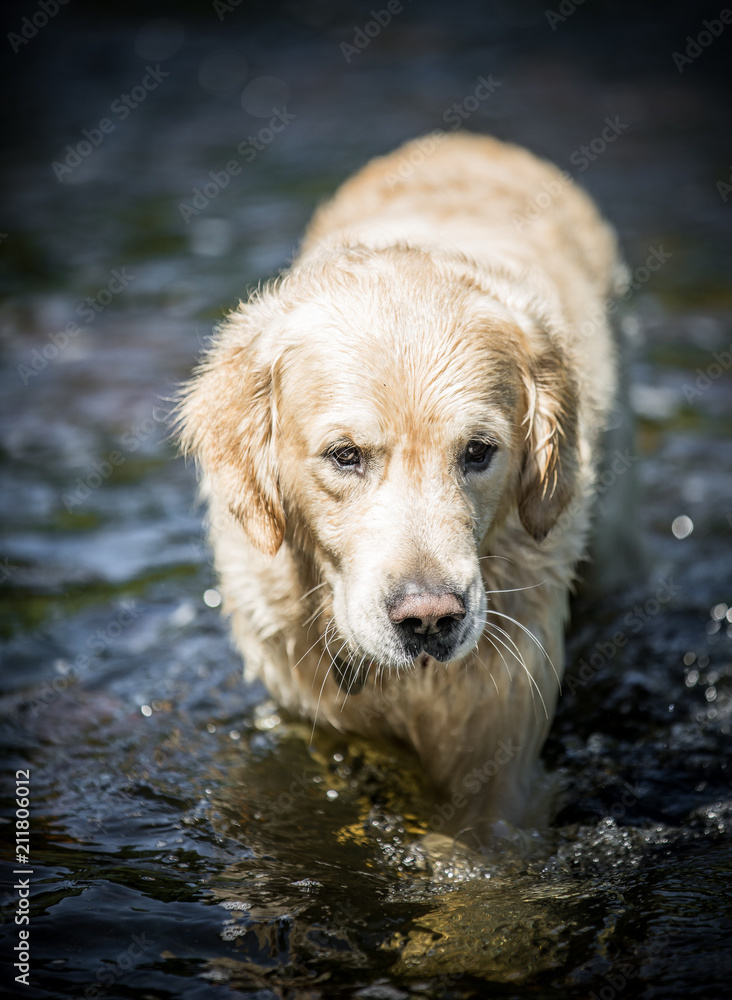 The Golden Retriever