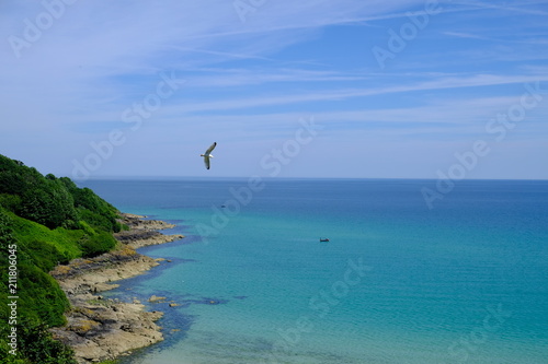 bird with sky