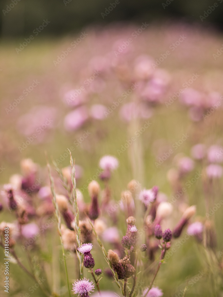 Obraz premium bokeh