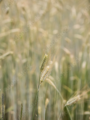 weizen