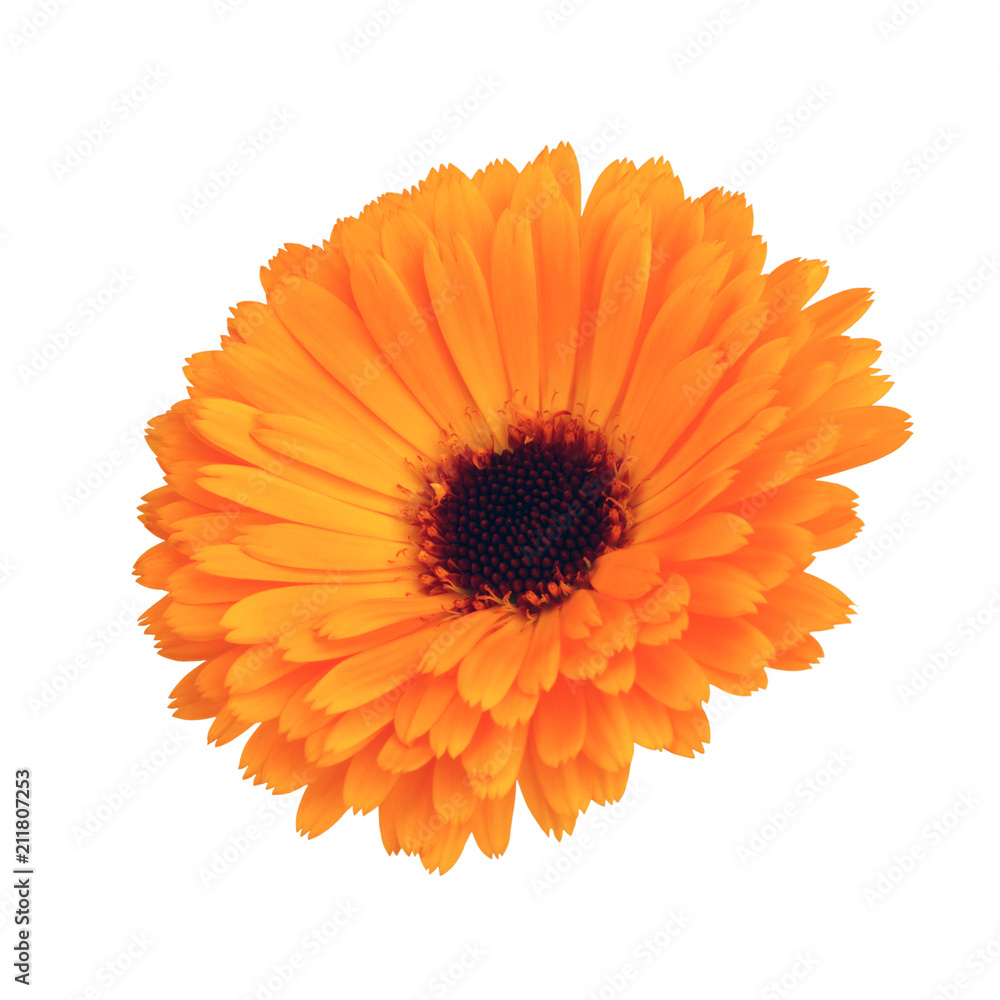 Calendula flowers isolated on white background Calendula flowers isolated on white background