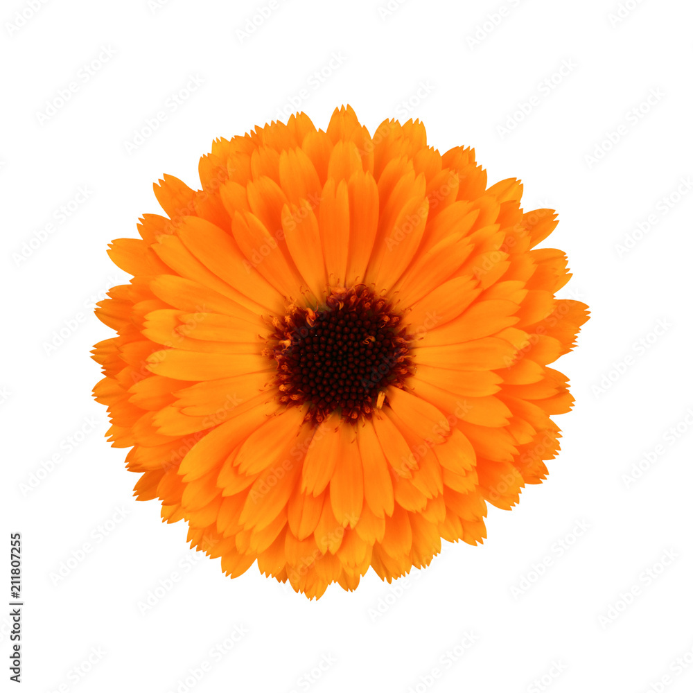 Calendula flowers isolated on white background Calendula flowers isolated on white background