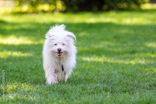 Piccolo cane bianco che corre libero nel parco