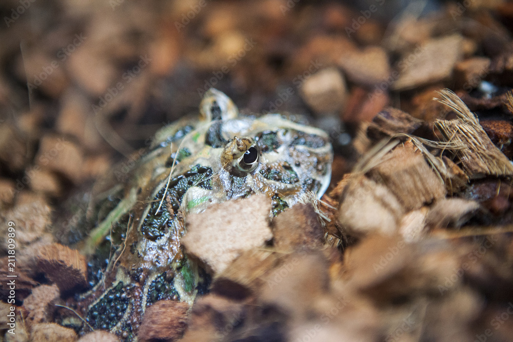 Argentine horned frog hiding in brush