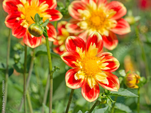 Fototapeta Naklejka Na Ścianę i Meble -  Blühende Dahlien