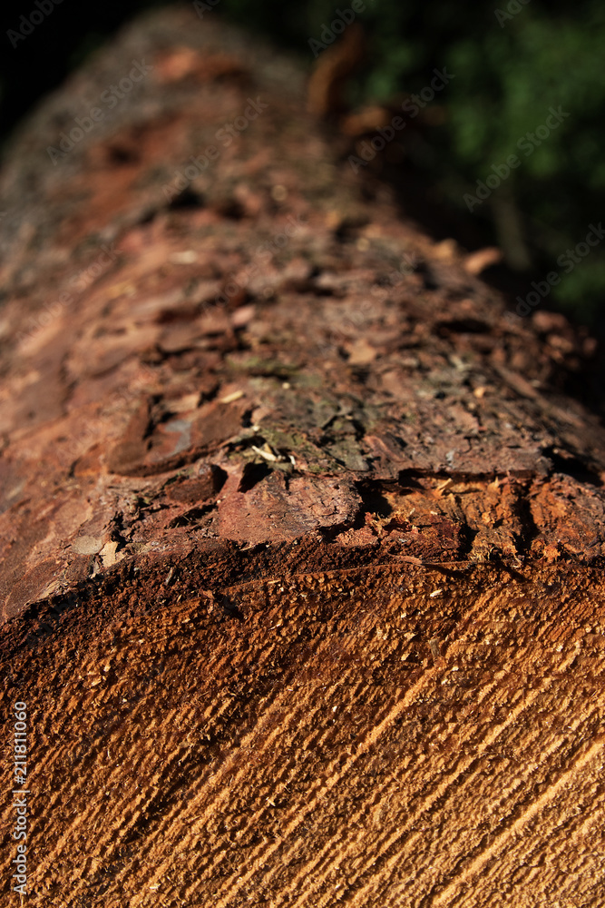 Fototapeta premium Holzstamm mit Baumrinde, Auschnitt