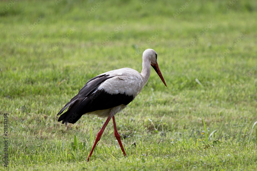 Weißstorch seitlich im Naurschutzgebiet Moore bei Buxtehude Weißstorch seitlich im Naurschutzgebiet Moore bei Buxtehude