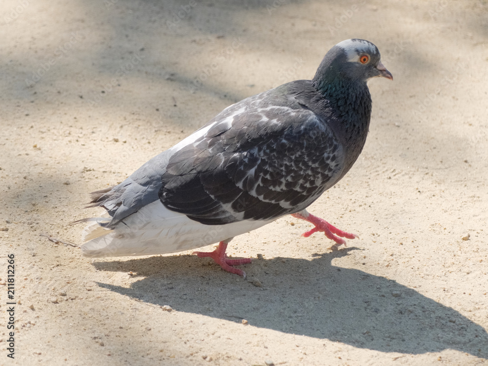 Obraz premium Голубь на песчаной дорожке