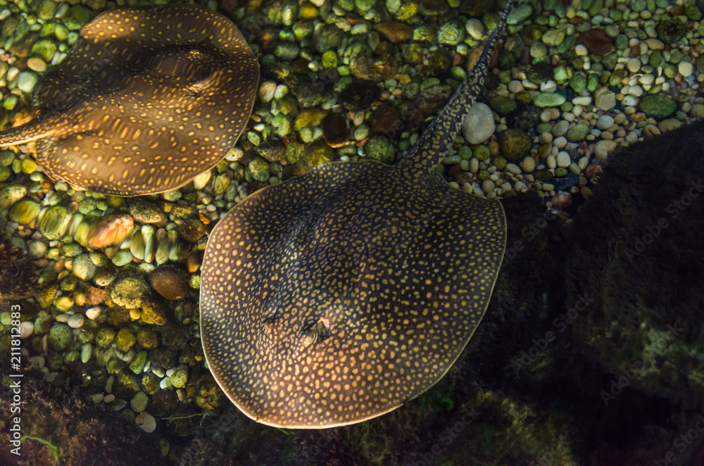 Fototapeta premium Beautiful common stingray in freshwater river