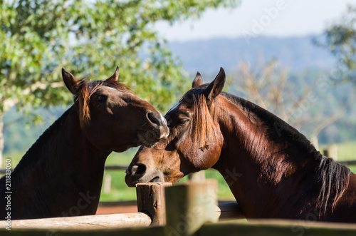 Tableau sur toile Horses of the Creole breed in farm