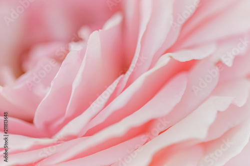 バラの花びらアップ横アングル © Takayoshi Oshima