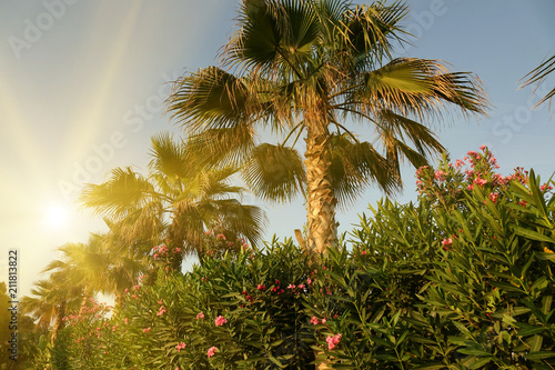 Tropical palm trees with sunlight on the sunset sky . Summer vacation and nature travel adventure concept. © andreysha74