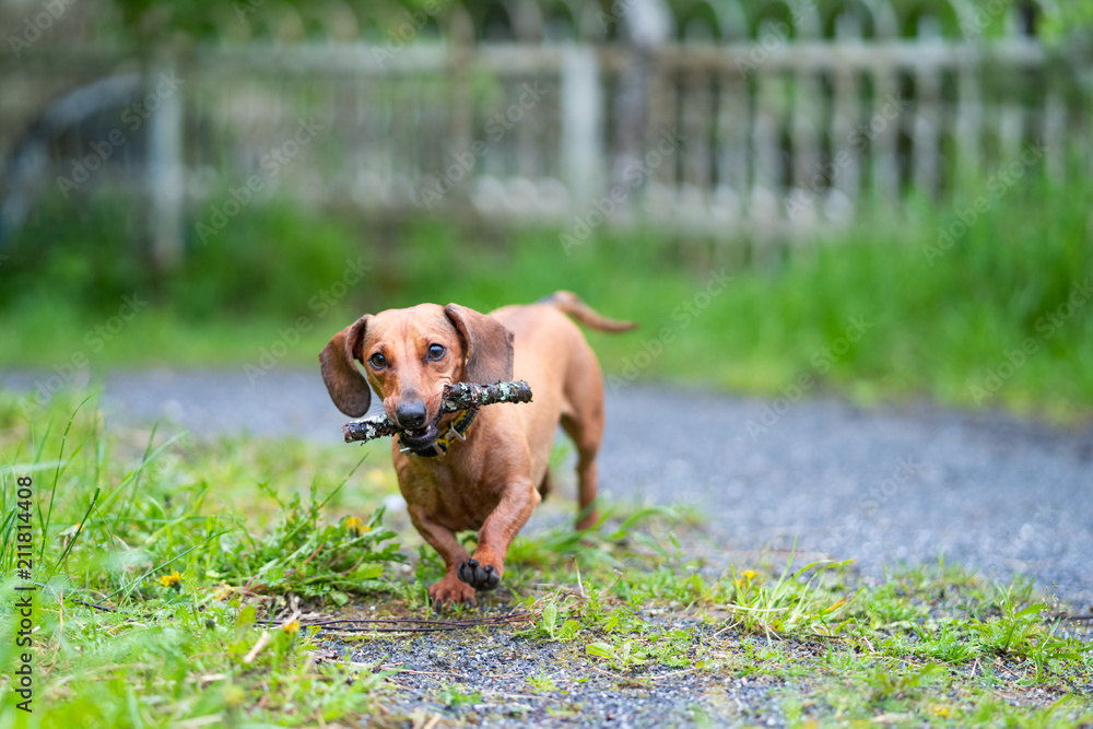 dachshund runs along the green grass