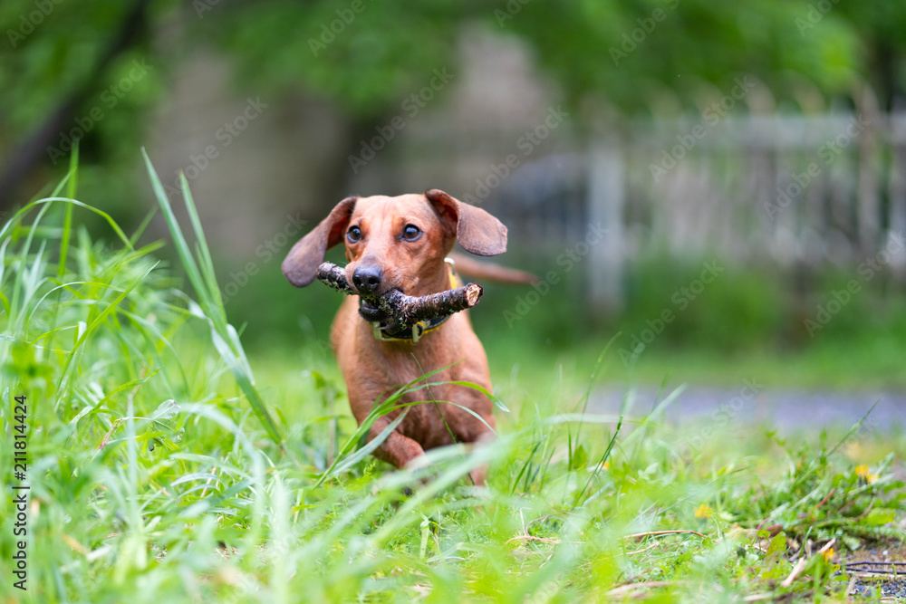 Dachshund is running in the park with toy