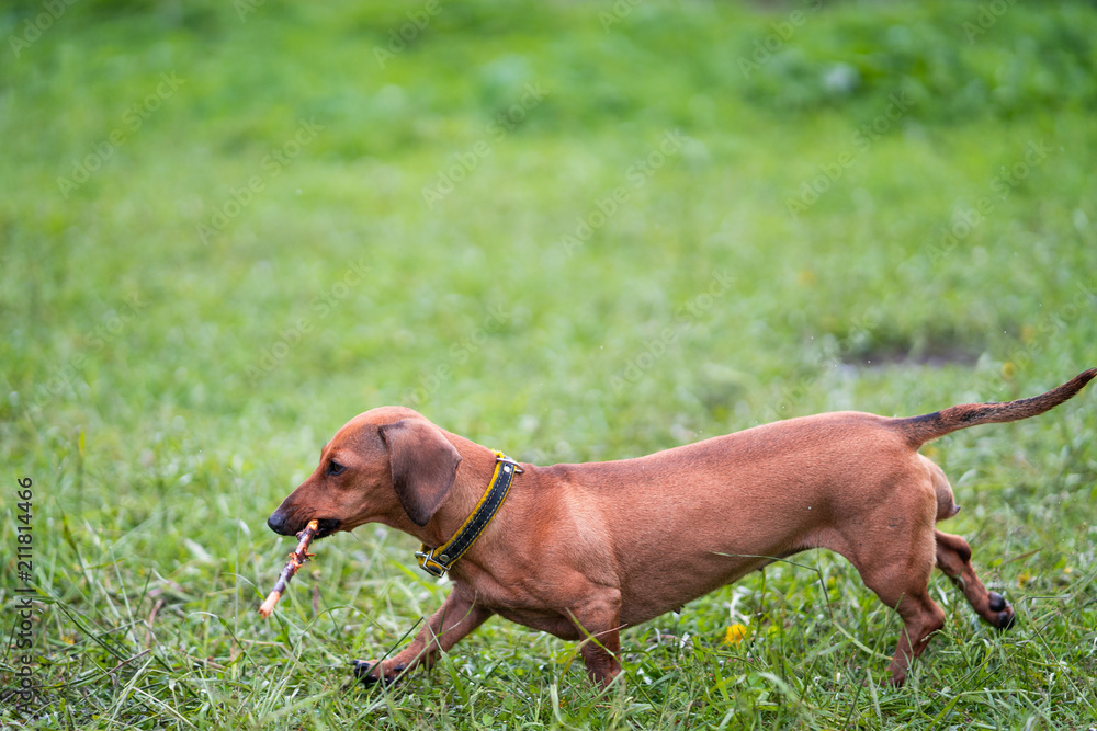 Dog is running with a stick. Dog breed standard smooth-haired dachshund, bright red color, female.