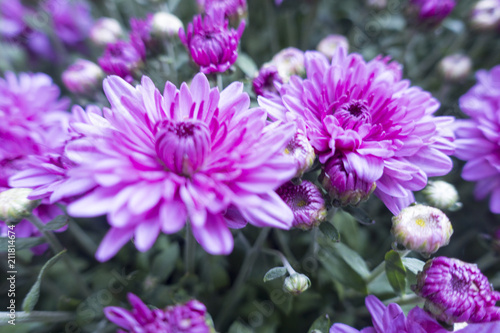 opened and un oped purple pink flowers