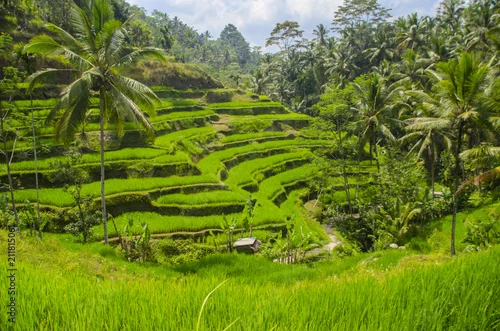 Obraz pola ryżowe na zboczu góry