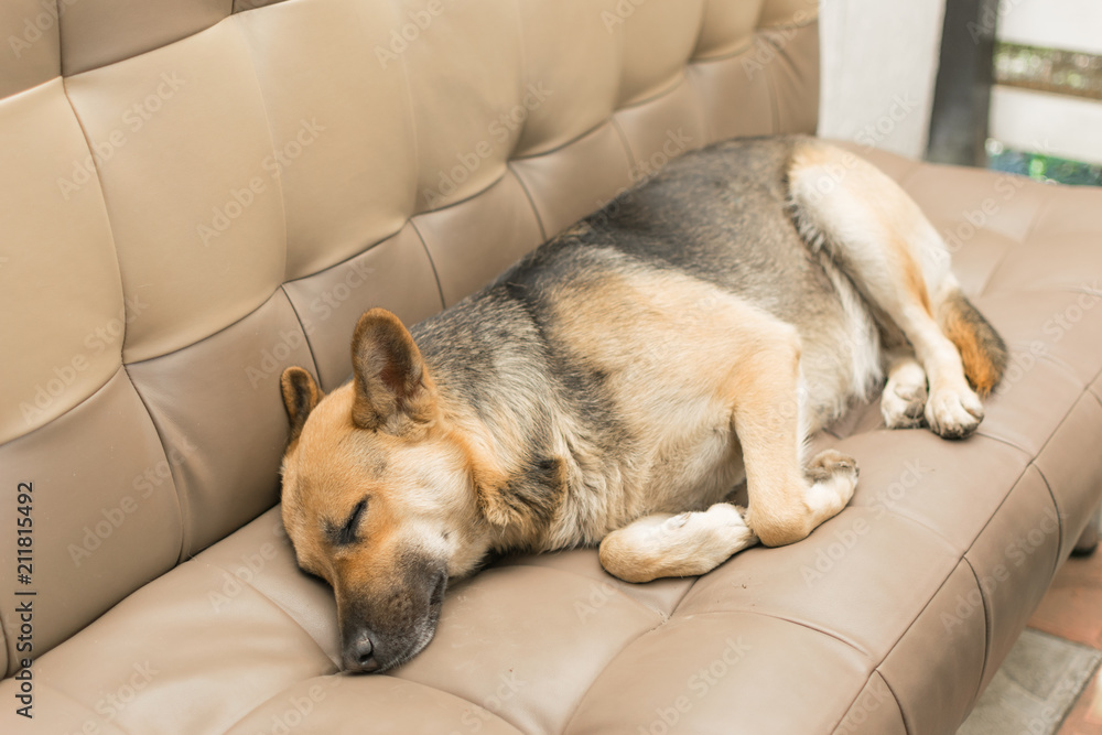 Big dog sleeping online