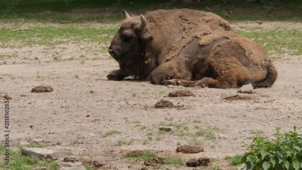 Bison resting in dirt