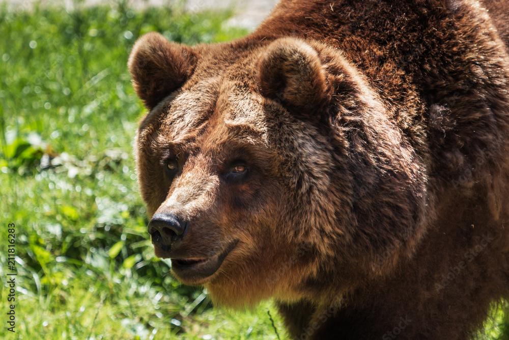 Braunbär geht über eine grüne Wiese. Ursus arctos, Porträt des Braunbären.