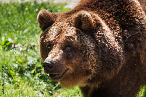 Braunbär geht über eine grüne Wiese. Ursus arctos, Porträt des Braunbären.