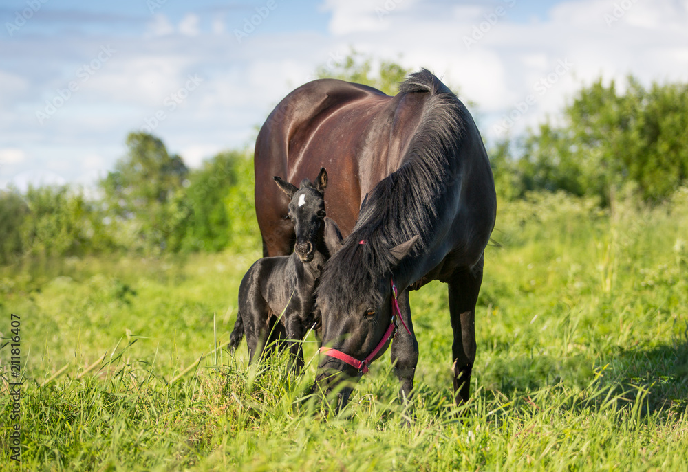 Fototapeta premium Mare and foal
