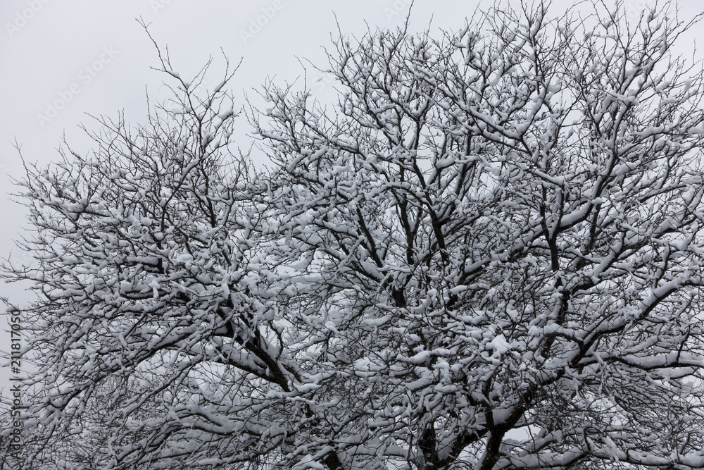 Obraz premium Trees cover with snow