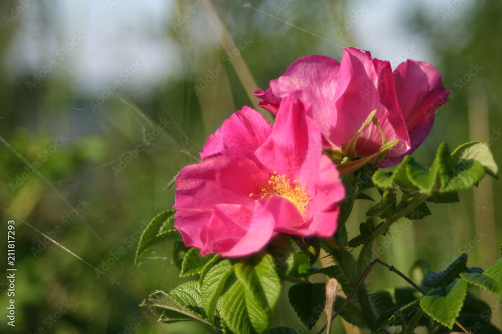 Obraz premium róża