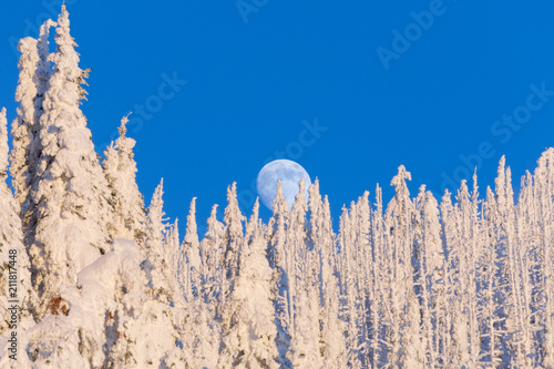 Full Moon Rising Over Frozen Trees photo