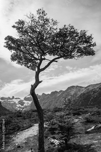 Baum in Patagonien