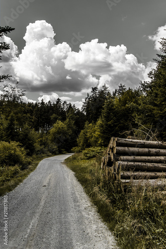 Forest under dramatic clouds