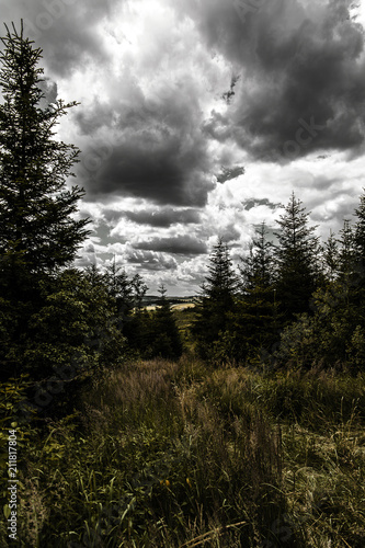 Forest under dramatic clouds