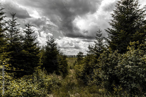 Forest under dramatic clouds