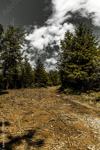 Forest under dramatic clouds