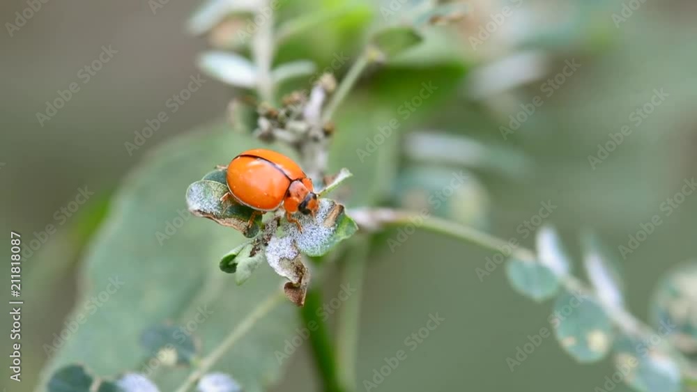 The ladybug eating food on a leaf on a nature background.
The ladybug eating food on a leaf on a nature background.
