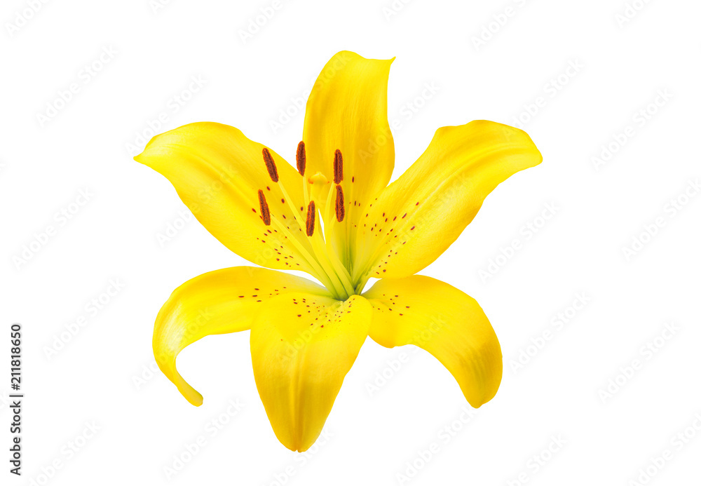 Obraz premium flower yellow lily on white background beautiful flower for designers