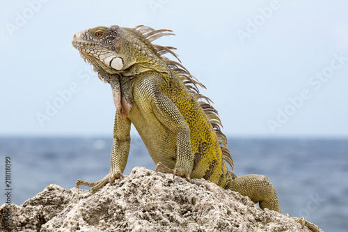 Stolzer Leguan auf Fels am Meer