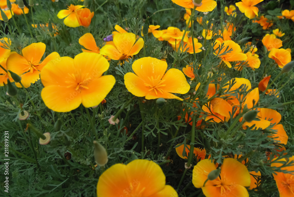 Beautiful yellow flowers background. Nature backgrounds. Yellow flower