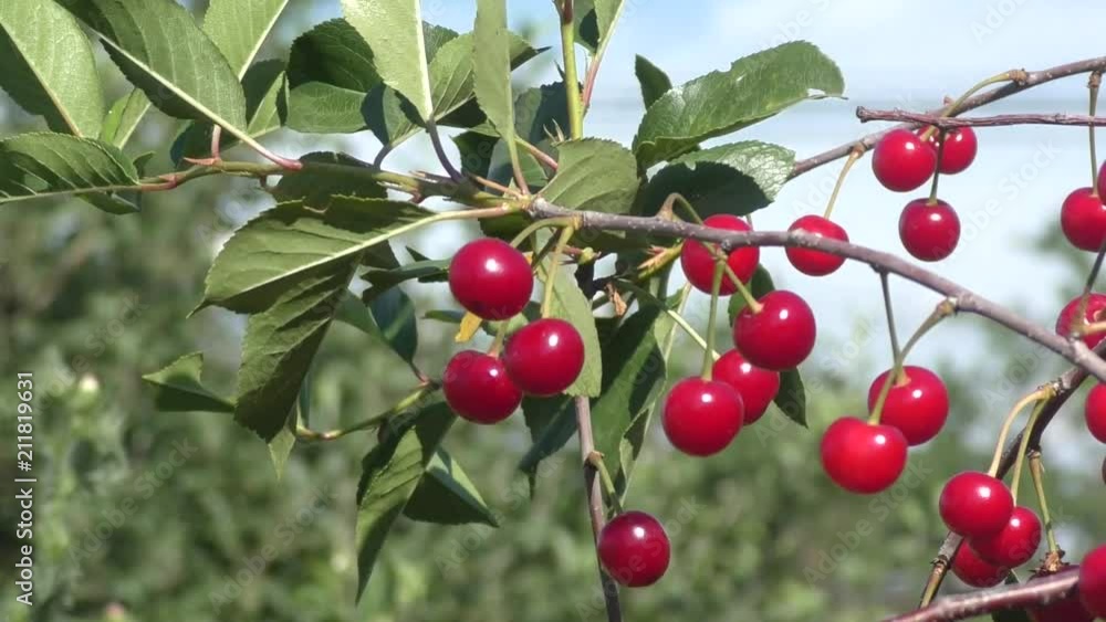 Ripe cherries in the summer garden Ripe cherries in the summer garden