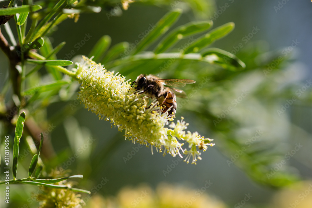 Fototapeta premium Bee on flower