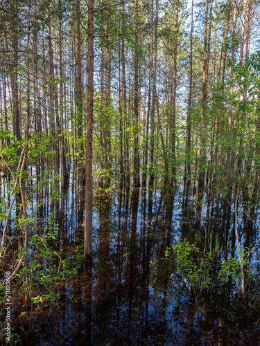 Forest reflected in water